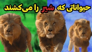۵ حیوانی که شیر را می کشند | حیوانات قدرتمندی که شیر را می کشند