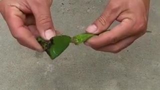 ویدیوی آموزش کاشت میوه اژدها و پاپایا