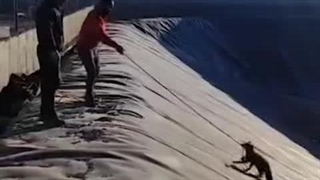 نجات جان روباه