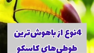 معرفی طوطی کاسکو
