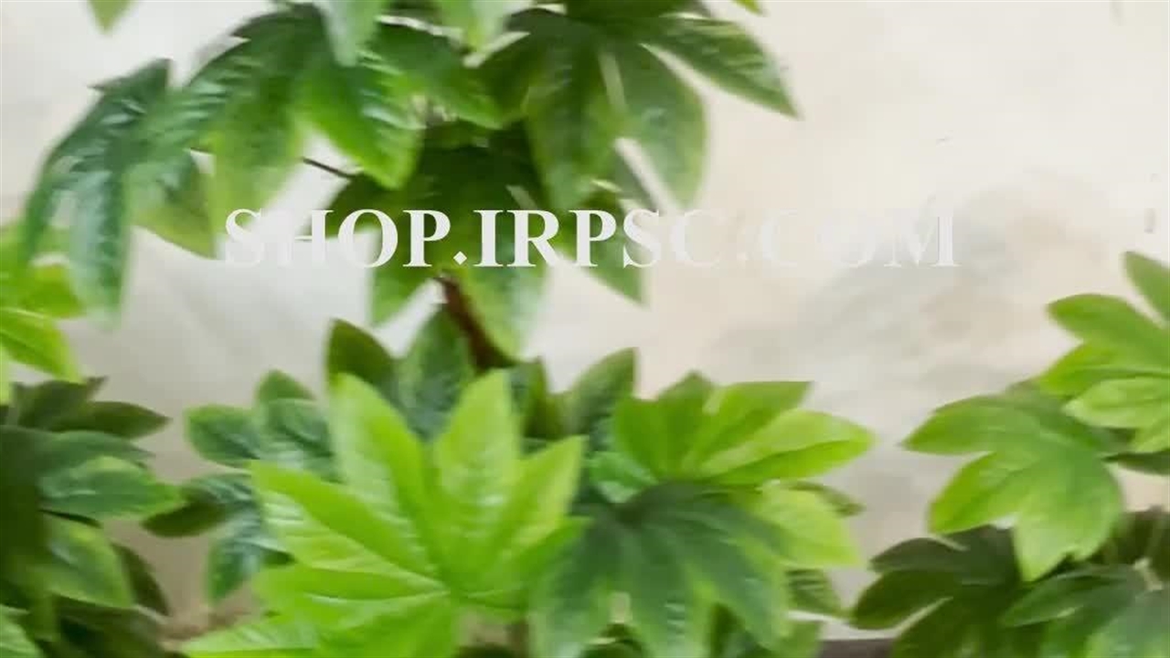 خرید درختچه تزیینی مدل برگ گراس در 3 سایز بندی پخش از فروشگاه ملی - نماشا