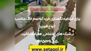 روش نحوه آموزش نکات طلایی نگهداری مراقبت پرورش نور رطوبت دما بهترین خاک کود سم تعویض گلدون گلدان محیط مناسب گل افوربیا افور بیا