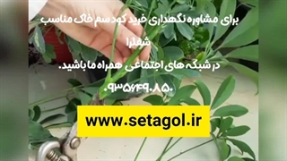 روش نحوه آموزش نکات طلایی نگهداری مراقبت پرورش نور رطوبت دما بهترین خاک کود سم تعویض گلدون گلدان محیط مناسب گل شفلریا شفلرا