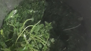 سبزی خرد کن صنعتی