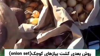 3 راه برای کشت پیاز