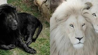 شیرهای منحصر به فرد در سراسر جهان | تا نبینید باورتان نمیشود