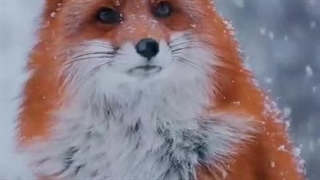 روباه زیبا در برف