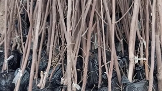 خرید نهال خرمالو گوجه ای