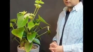 علت زرد شدن برگ گیاهان