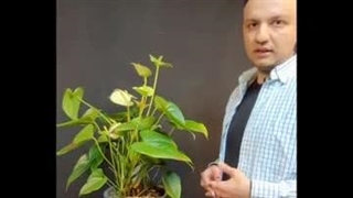 علت قهوه ای شدن برگ گیاهان