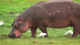 بنظر شما قاتل شماره یک دنیا چه موجودیه؟تا چه حد می‌تونه خطرناک باشه که صدر جدول قرار بگیره؟