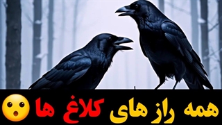 همه راز ها و اسرار کلاغ هارو بدون❗❗❗
