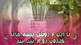 برای از بین بردن پشه های گیاه چیکار کنیم ؟؟؟؟     (سورن بام)