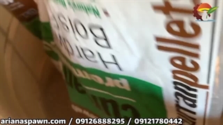 روش پرورش قارچ بوقلمون یا Turkey tail