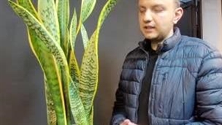 رشد انفجاری سانسوریا + علت رشد نکردن سانسوریا