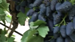 خرید و قیمت مناسب ارقام نهال انگور 09144811631