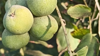 خرید و قیمت نهال گردو خوشه ای در نهالستان مهندس علی ارجمند