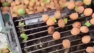 نحوه پوست گیری میوه گردو 09144811631