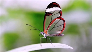 ١٠تا از زیباترین حیوانات جهان