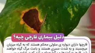 آموزش از بین بردن آفت قارچ گیاه (سورن بام)