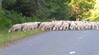 پیش بینی قیمت دام زنده