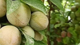 خرید و قیمت نهال آلو ساتسوما یا آلو امیدی 09144811631