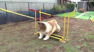 ناتوانی مرد ژاپنی با تن پوش سگی در آزمون چابکی سگ ها