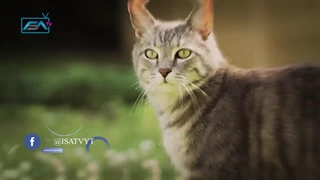 7 راز شگفت انگیز که خداوند به گربه ها داده! - چرا گربه ها به مردم نزدیک می شوند؟