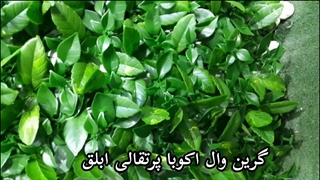 گرین وال مصنوعی اکوبا پرتقالی ابلق