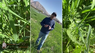 چند نکته طلایی برای استفاده از علفکش های گندم