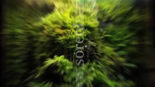 تراریوم (سورن بام)