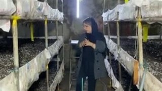 پرورش قارچ 7