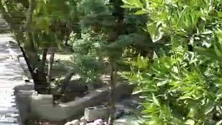 آموزش کف سازی (سورن بام )