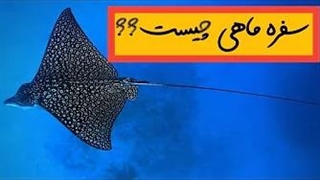 سفره ماهی ها انقدرم که به نظر میرسه ساده نیستن!!