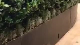 فلاور باکس متری با پوشش گیاهی شمشاد  (سورن بام)