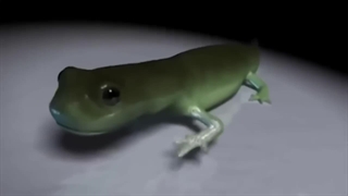 حیواناتی که بعد از مرگ زنده می مانند | این حیوانات بدون سر هم میتوانند زنده بمانند 