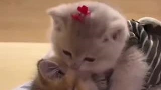 من اگر رل بزنم:      سلااااااااممم چطورین دوروز کم بودم دلم تنگیددد