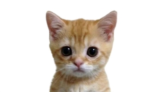 از اینا برام بخر