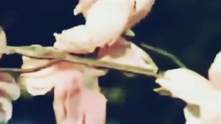 تشریفات عروسی رویایی