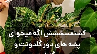 بهترین سم راهکارهای ساده وکم هزینه درمان روش های راههای پیشگیری ازبین بردن رفتن پشه سیاه حشرات خاک گلدان خانگی با سرکه دارچین