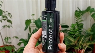 علت راه روش راهکارپرپشت خوشرنگ توقف تکثیر چند شاخه برگ جدید جوانه رشد کوددهی سریع