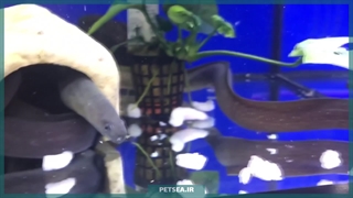 رازهای نگهداری از مارماهی آکواریومی | مهم‌ترین نکاتی که باید بدانید !