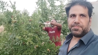 کرم گلوگاه انار چطور به وجود میاد؟ همراه با نکات مهم مبارزه با کرم انار