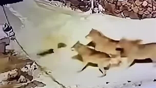 Собака против 